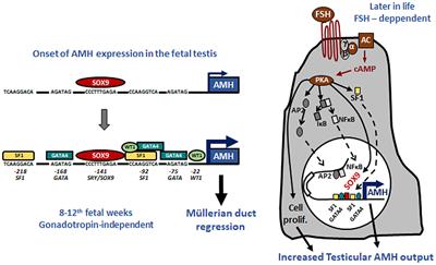 What Does AMH Tell Us in Pediatric Disorders of Sex Development?